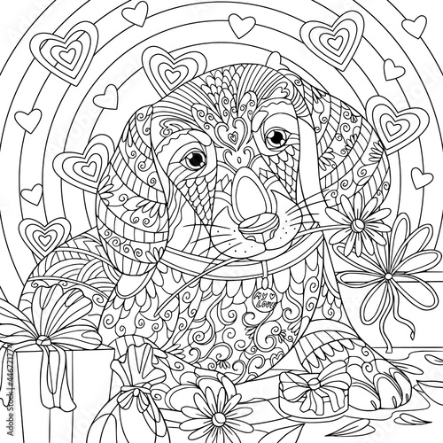 Fototapeta Naklejka Na Ścianę i Meble -  Doxie with flowers and gift box on lovely background. Coloring book page with doodle and zentangle elements for adult. Vector art.