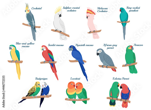 Tropical colorful parrot set. Cartoon birds isolated on white background.