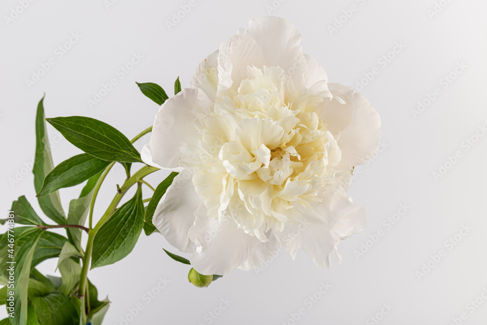 white peony flower isolated on light background white peony flower isolated on light background