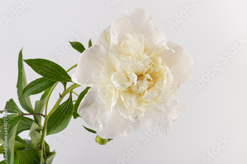 white peony flower isolated on light background