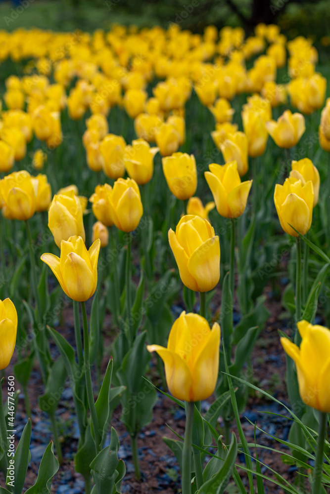 yellow tulips on a large flower bed in the park yellow tulips on a large flower bed in the park