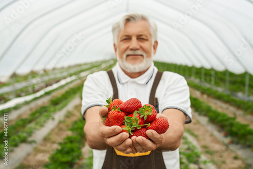 Front view of senior man holding ripe and red strawberries freshly picking from the ground in large greenhouse. Concept of process enjoy strawberry harvest in hothouse.
