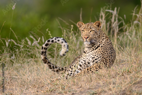 A leopard, Panthera pardus, lies in short grass, tail curled up photo