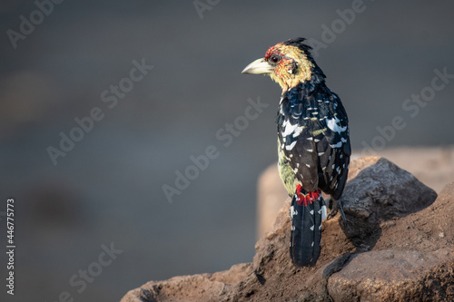 Crested Barbet, Trachyphonus vaillantii, sits on a mound photo