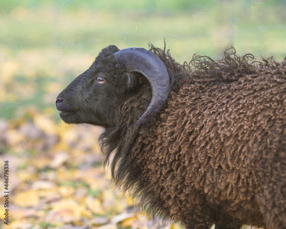 Obraz premium Black male ouessant sheep