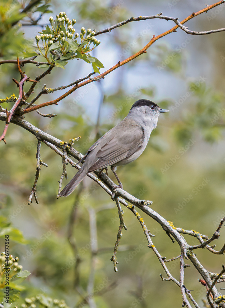 Blackcap Blackcap
