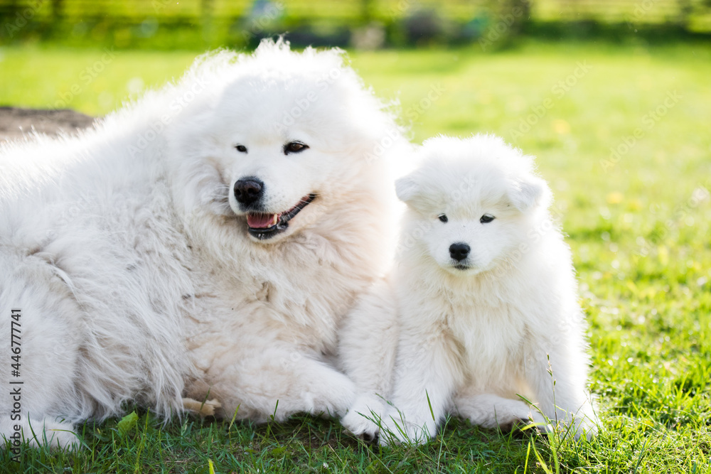 Adult male Samoyed dog with puppies walk on grass