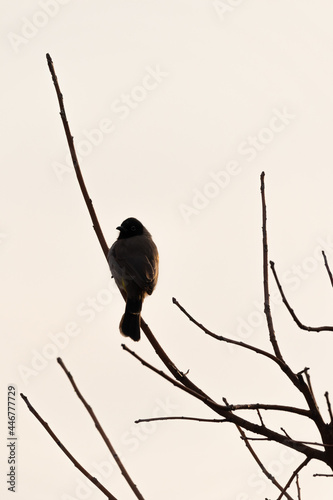 Silhouette of a sparrow on a tree in a cold morning