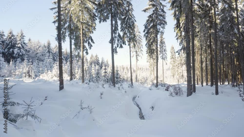 A snow-covered forest landscape in winter A snow-covered forest landscape in winter