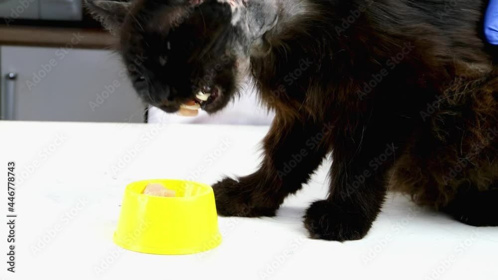 Veterinarian or volunteer feeding with chicken meat shabby sick mongrel