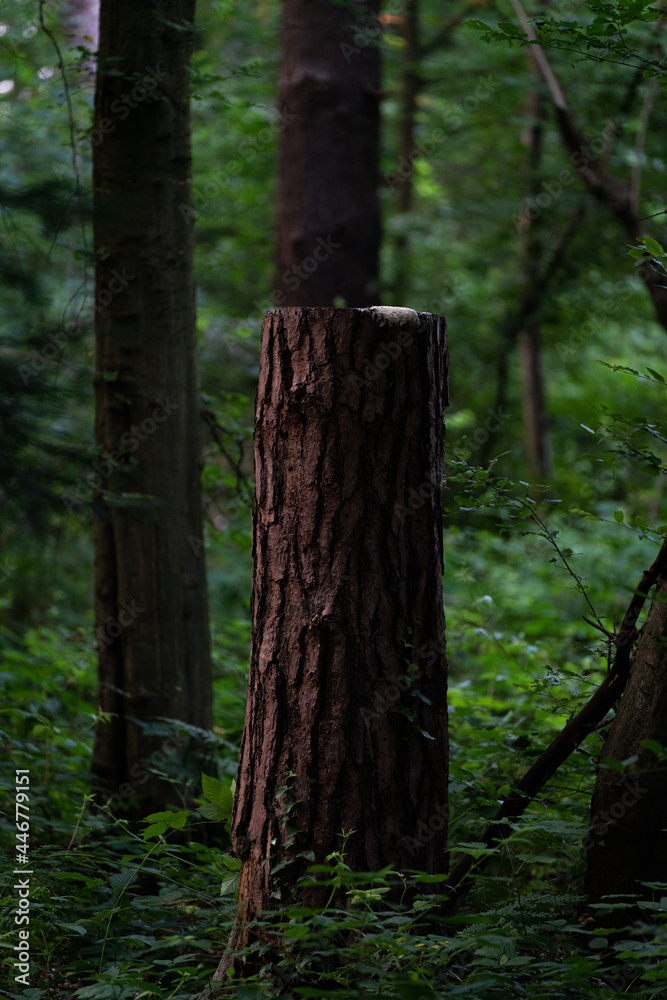 Fototapeta premium Dead Tree in the Forest 