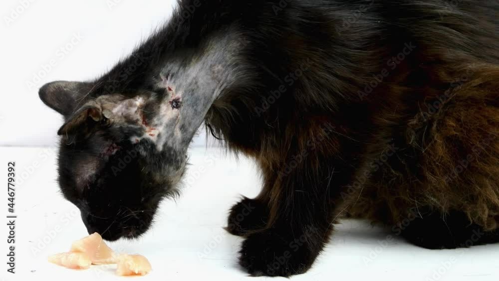 Shabby sick mongrel dark cat, covered with wounds, shingles and scabs eating chicken meat. Care of disadvantaged animals. Close-up. Shabby sick mongrel dark cat, covered with wounds, shingles and scabs eating chicken meat. Care of disadvantaged animals. Close-up.