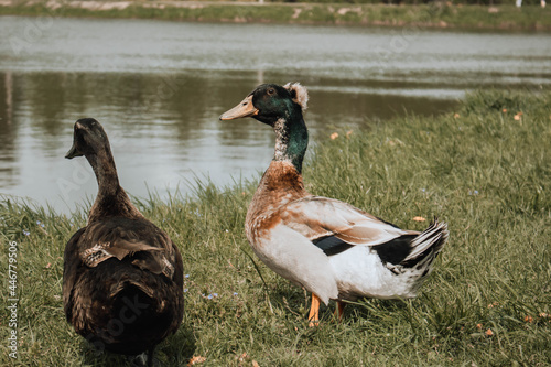 ducks on the grass
