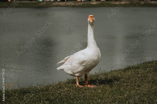white goose on the lake