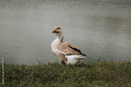 goose on the lake