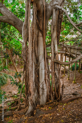 Tropical landscape with fig trees with huge roots in Balboa Park  san Diego