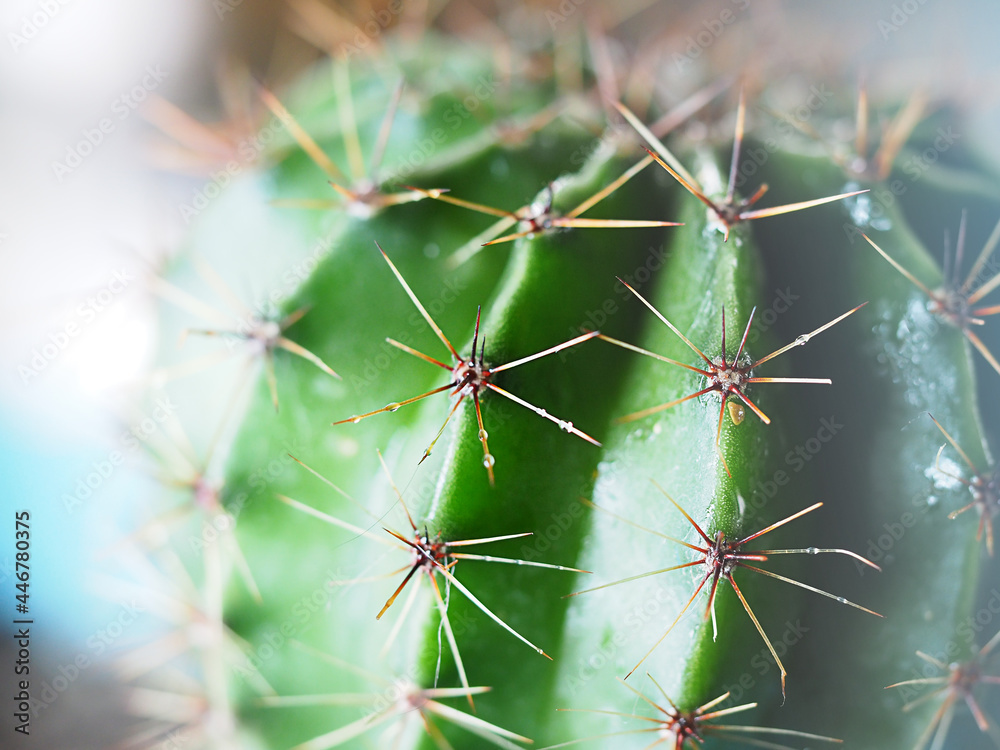 cactus with spines close-up, horizontal image abstract background in pastel colors, soft focus with shallow depth of field cactus with spines close-up, horizontal image abstract background in pastel colors, soft focus with shallow depth of field