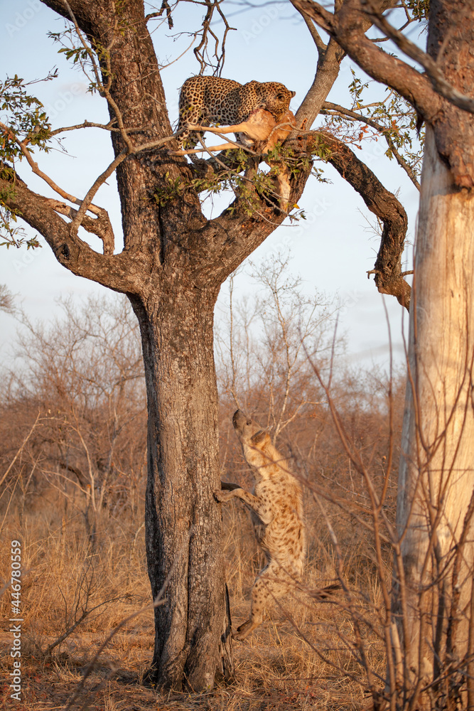 A leopard, Panthera pardus, stands in a tree with a kill as a spotted hyena, Crocuta crocuta, jumps up towards the tree