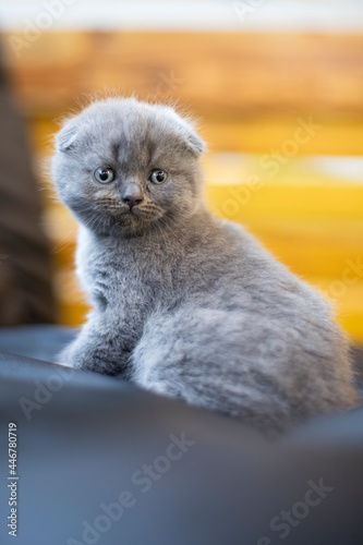 Children of animals. Small British shorthair cat. Kitten