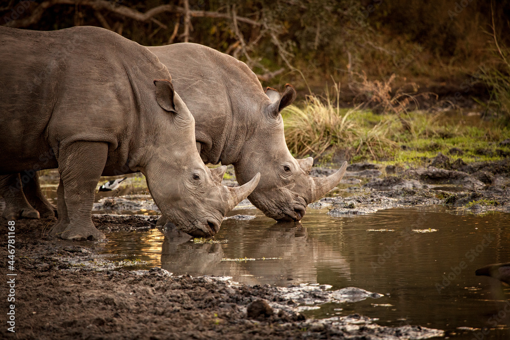 Two white rhino, .Ceratotherium simum, drink from a waterhole Two white rhino, .Ceratotherium simum, drink from a waterhole