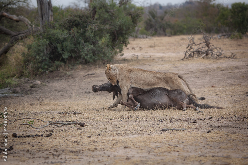 A lion, Panthera leo, drags a dead blue wildebeest, Connochaetes taurinus A lion, Panthera leo, drags a dead blue wildebeest, Connochaetes taurinus