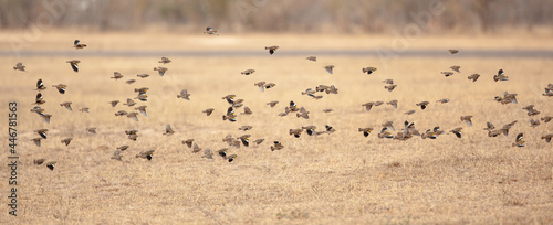 A flack of red billed quelea, Acinonyx jubatus, fly above a dr grass clearing