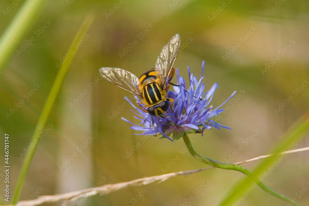 bumblebee collects honey and nectar from flower bumblebee collects honey and nectar from flower