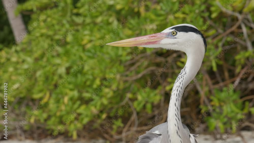 Slow motion of Grey Heron. Beautiful wildlife in Maldives. Macro and close-up Slow motion of Grey Heron. Beautiful wildlife in Maldives. Macro and close-up