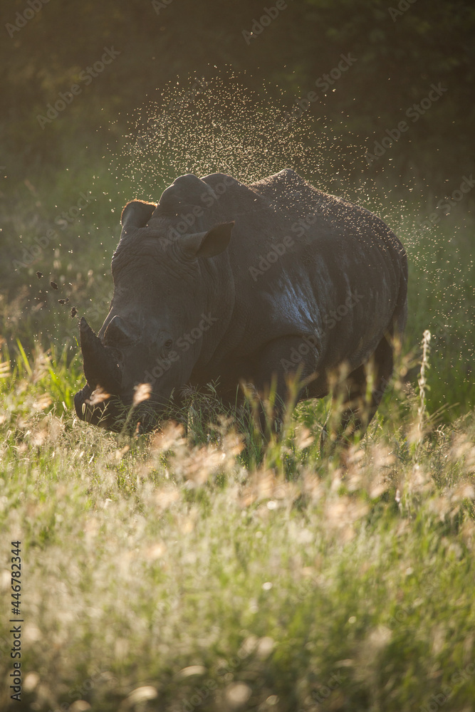 A white rhino, Ceratotherium simum, walks through long green grass, swarm of insects fly around it A white rhino, Ceratotherium simum, walks through long green grass, swarm of insects fly around it