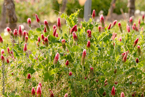 Field of great burnet flowers (Sanguisorba officinalis) photo