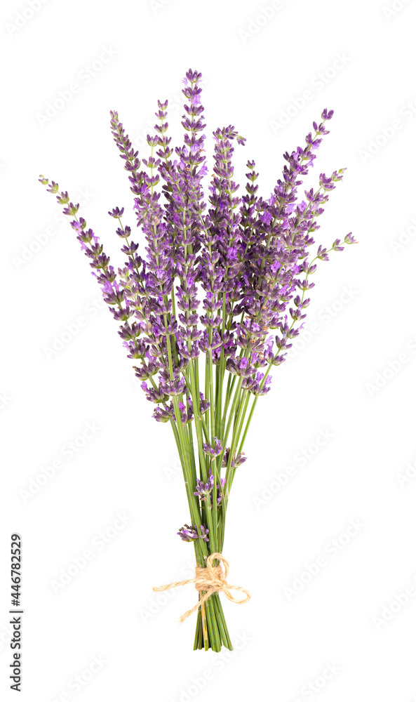Fototapeta premium Lavender flowers, isolated on white background. Bunch of Lavandula or lavender flowers. Medicinal herbs.