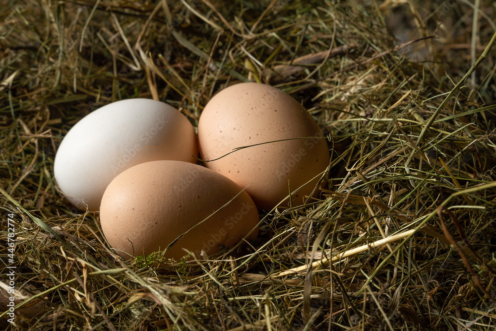 Close-up of three fresh chicken eggs in a straw nest. One white and two brown eggs in a chicken nest