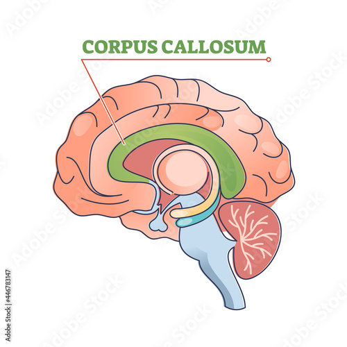 Corpus callosum educational brain part location in brain outline diagram. Human body physiology learning with c-shaped nerve fiber bundle found beneath the cerebral cortex vector illustration.