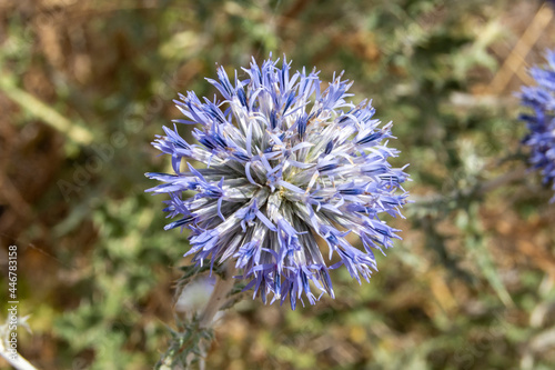 Flor azul silvestre de cardo erizo photo