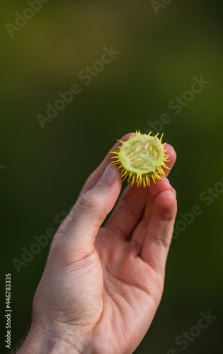 A half open wild cucumber, Cucumis anguria, is held up photo