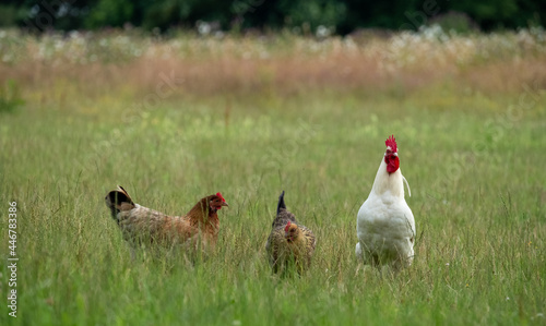Φωτογραφία Free range farm yard hens, photographed in a field near Wells-next-to-Sea, North