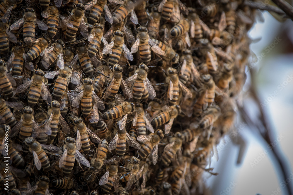 A swarm of bees, Apis mellifera scutellata, congregate together A swarm of bees, Apis mellifera scutellata, congregate together