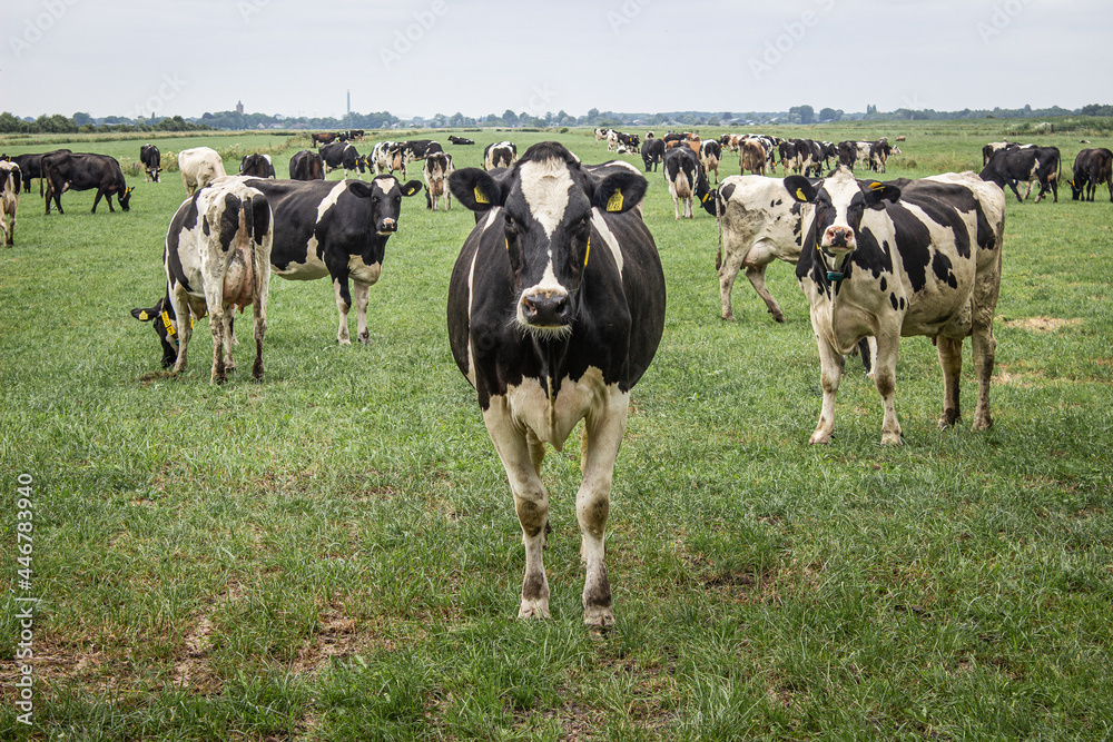 Cows in field 
