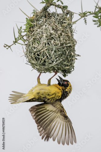 A village weaver, Ploceus cucullatus, hangs from its nest photo