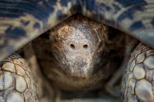 Fotografie The head of a leopard tortoise, Stigmochelys pardalis, reclining into its shell