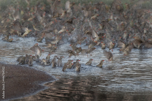 A flock of red billed quelea, Quelea quelea, fly from shalow water photo