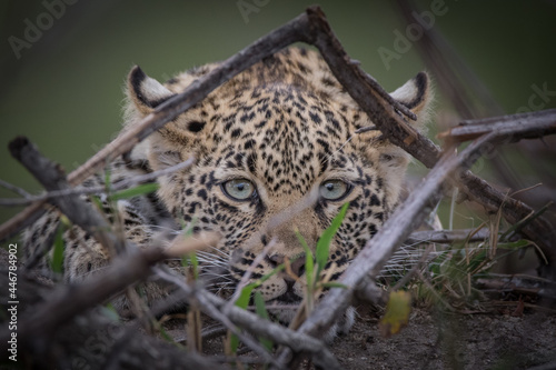 A leopard, Panthera pards, lies on the ground, direct gaze, ears back, peering through sticks creating a natural frame. photo