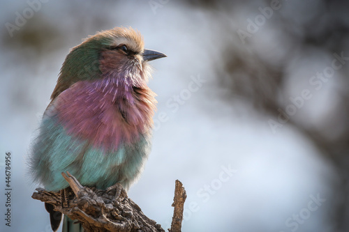 A lilac breasted roller, Coracias caudatus, sits on a branch, looking out of frame.