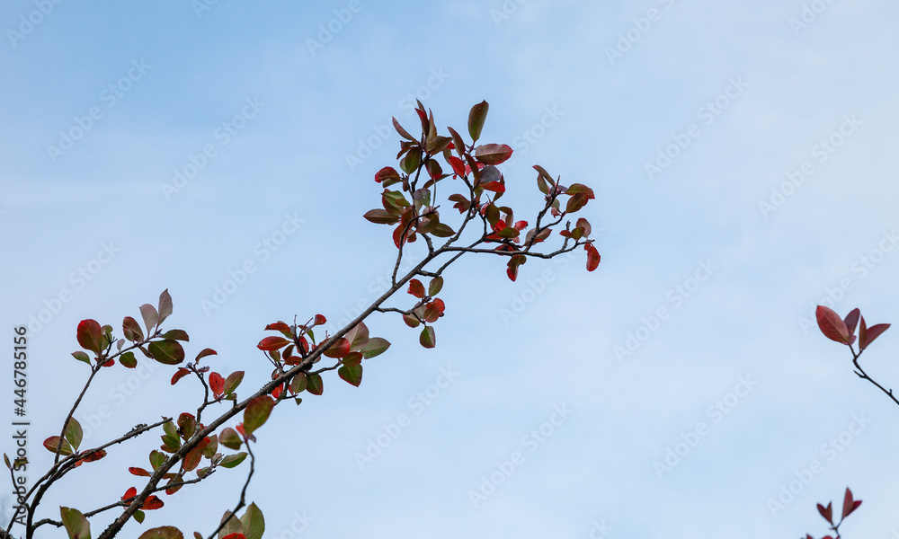 Red autumn leaves bright blue sky background Red autumn leaves bright blue sky background
