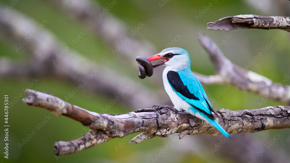 A woodland kingfisher, Halcyon senegalensis, sits on a branch with an insect in its beak A woodland kingfisher, Halcyon senegalensis, sits on a branch with an insect in its beak