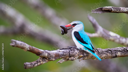 A woodland kingfisher, Halcyon senegalensis, sits on a branch with an insect in its beak photo