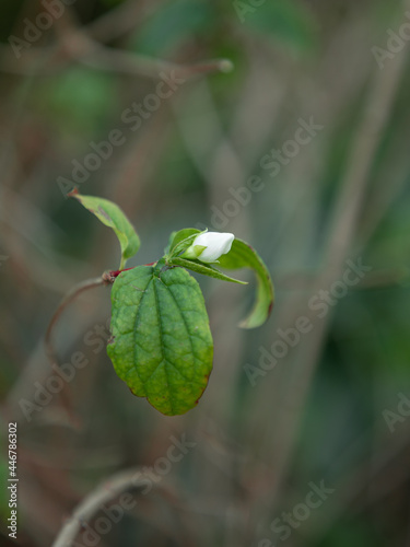 white bud on a bush background