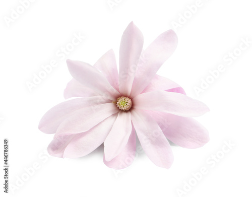 Beautiful pink magnolia flower isolated on white