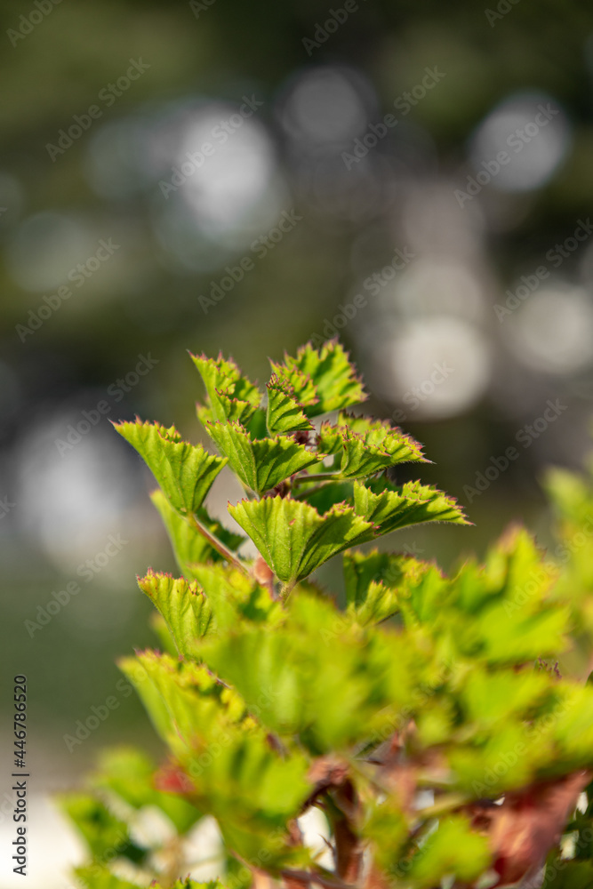 bright green bush at noon bright green bush at noon