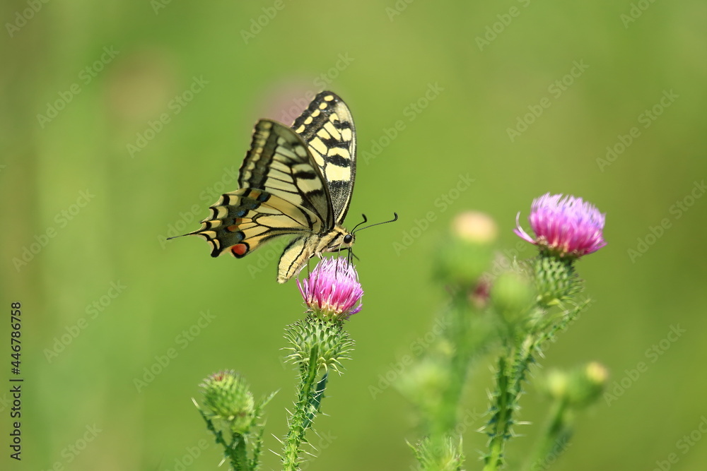 Swallowtail on flowers, one of the biggest European butterflies 